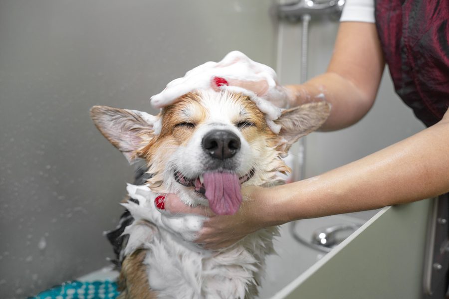 Bath & Brush