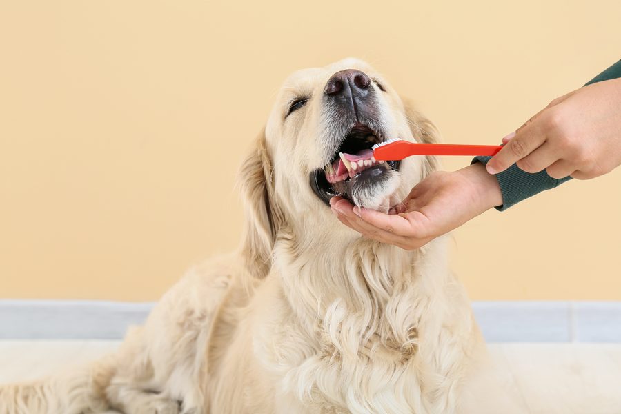 Teeth Cleaning