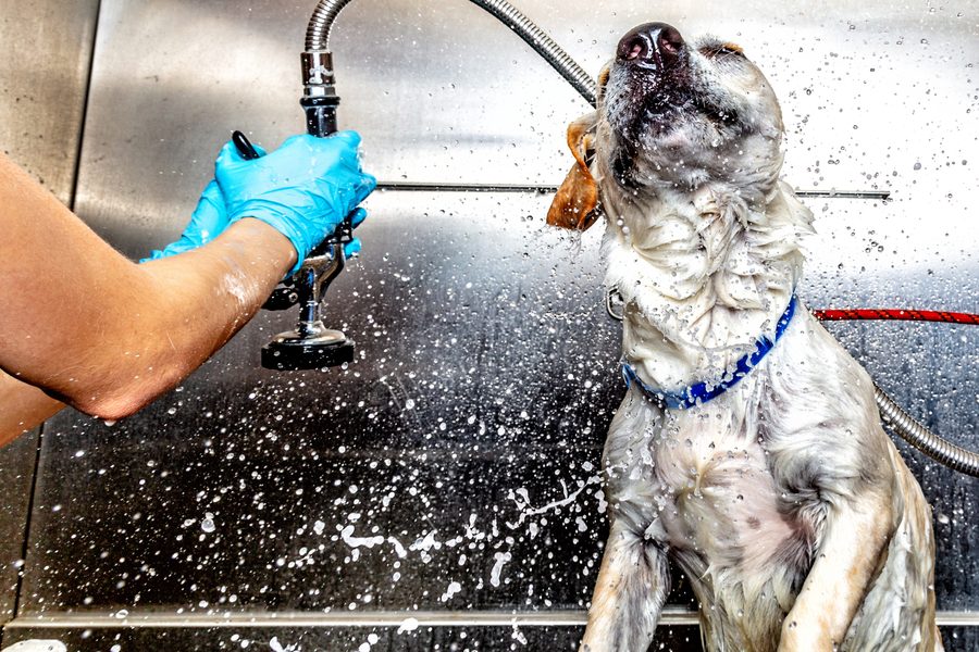 Mobile dog grooming gallery photo