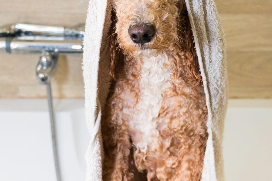 Mobile dog grooming gallery photo