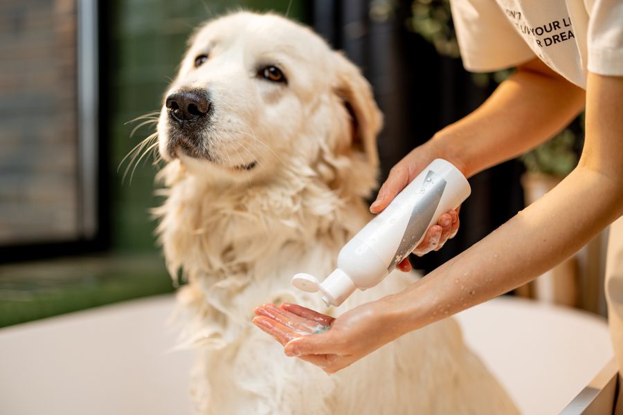 Mobile dog grooming gallery photo