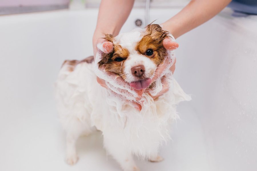Mobile dog grooming gallery photo