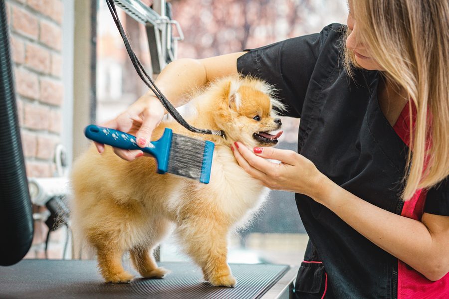 Mobile dog grooming gallery photo