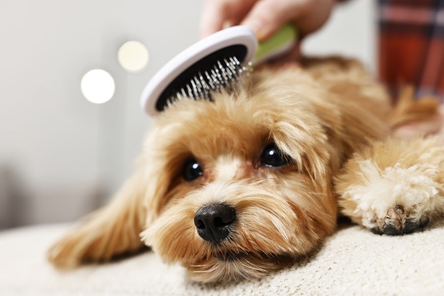 Mobile dog grooming gallery photo