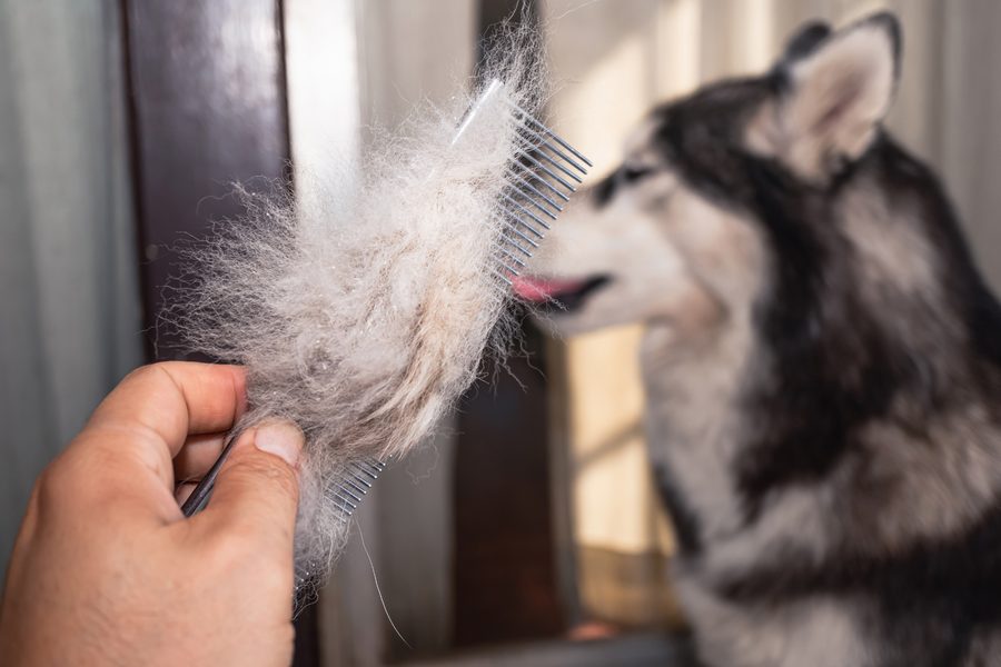 Mobile dog grooming gallery photo