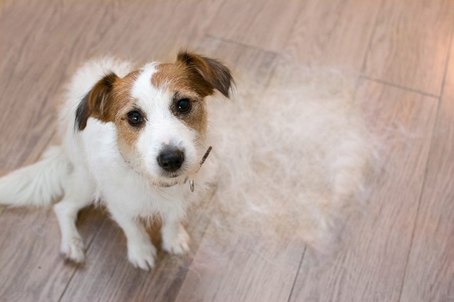 Mobile dog grooming gallery photo