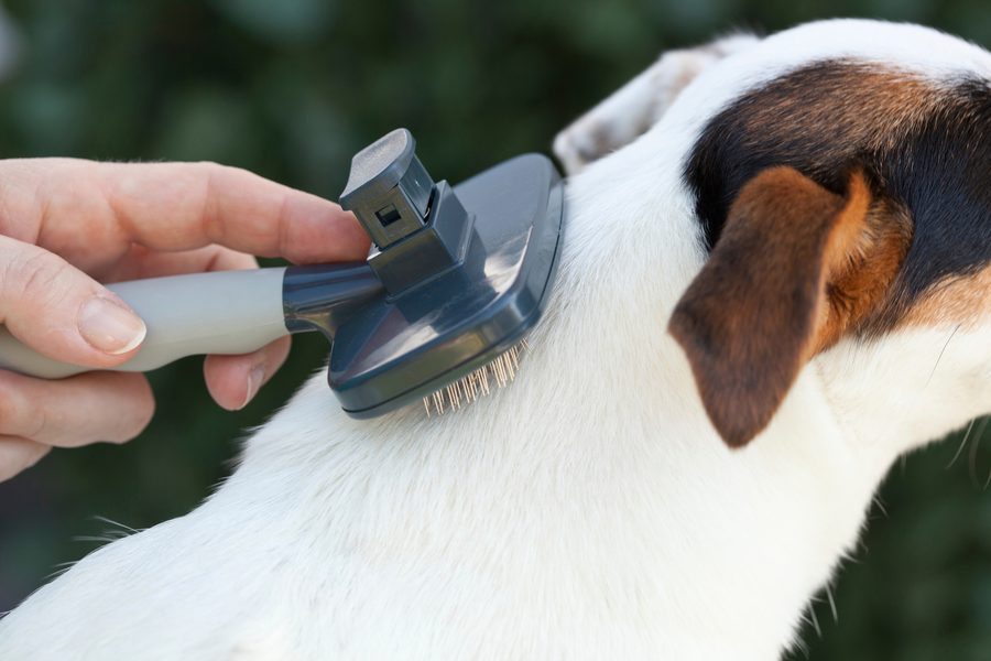 Mobile dog grooming gallery photo