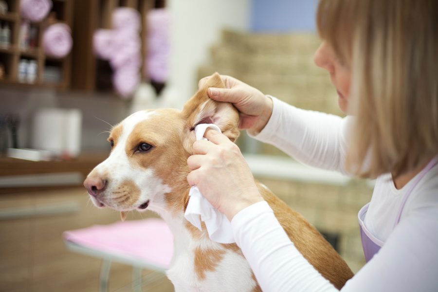 Mobile dog grooming gallery photo