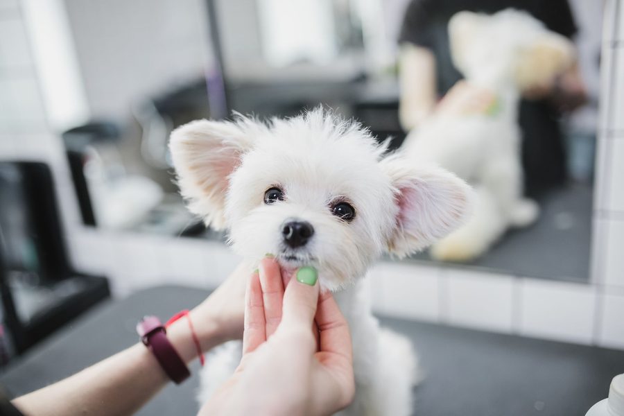 Mobile dog grooming gallery photo