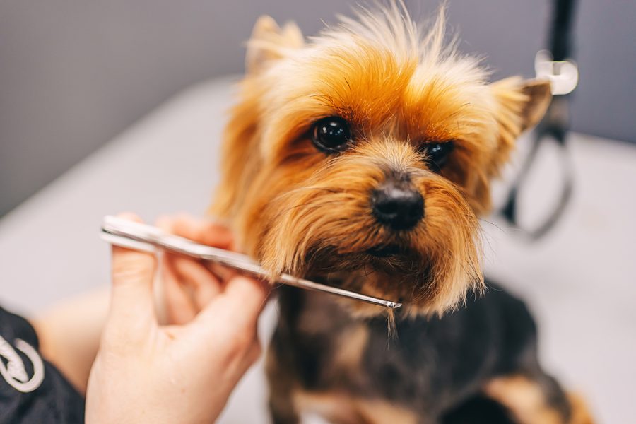 Mobile dog grooming gallery photo