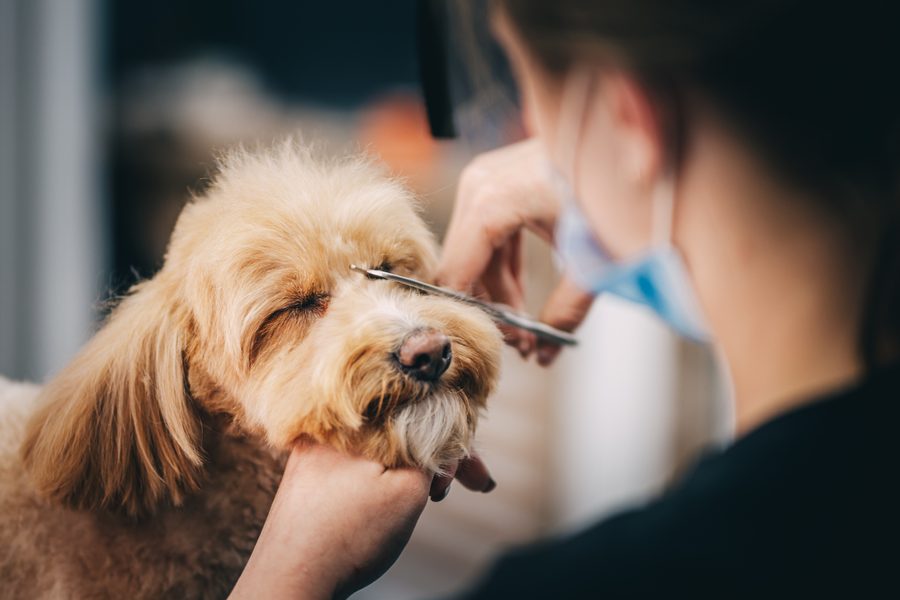 Mobile dog grooming gallery photo