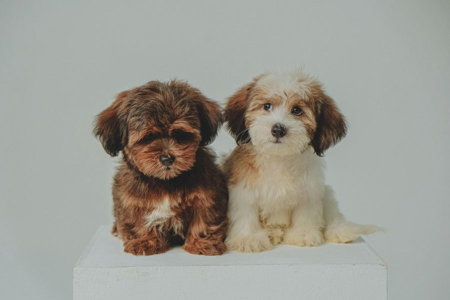 Mobile dog grooming gallery photo