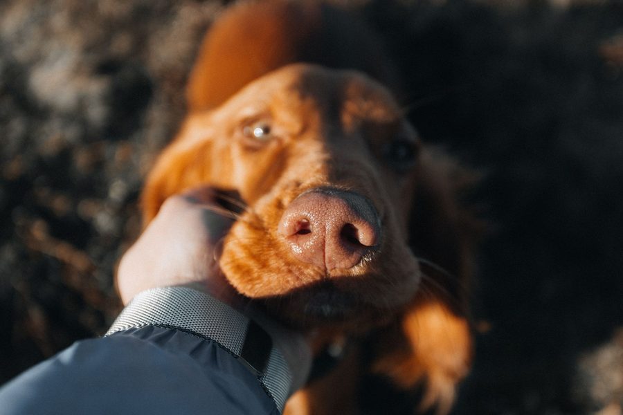 Mobile dog grooming gallery photo