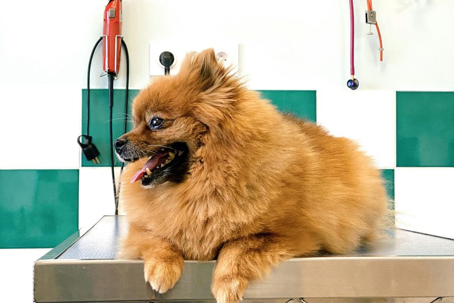 Mobile dog grooming gallery photo