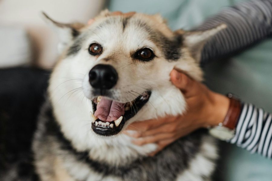 Mobile dog grooming gallery photo