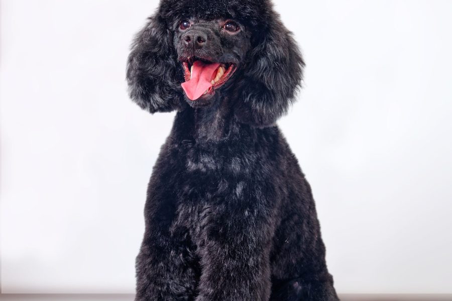 Mobile dog grooming gallery photo