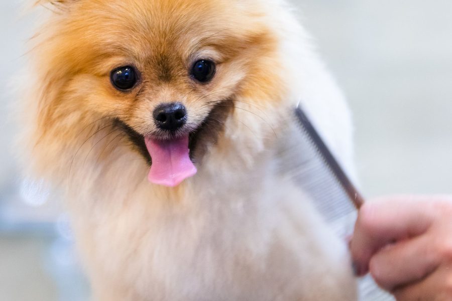Mobile dog grooming gallery photo