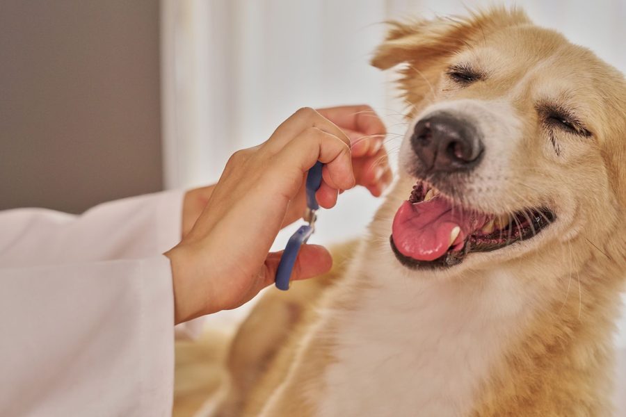 Mobile dog grooming gallery photo
