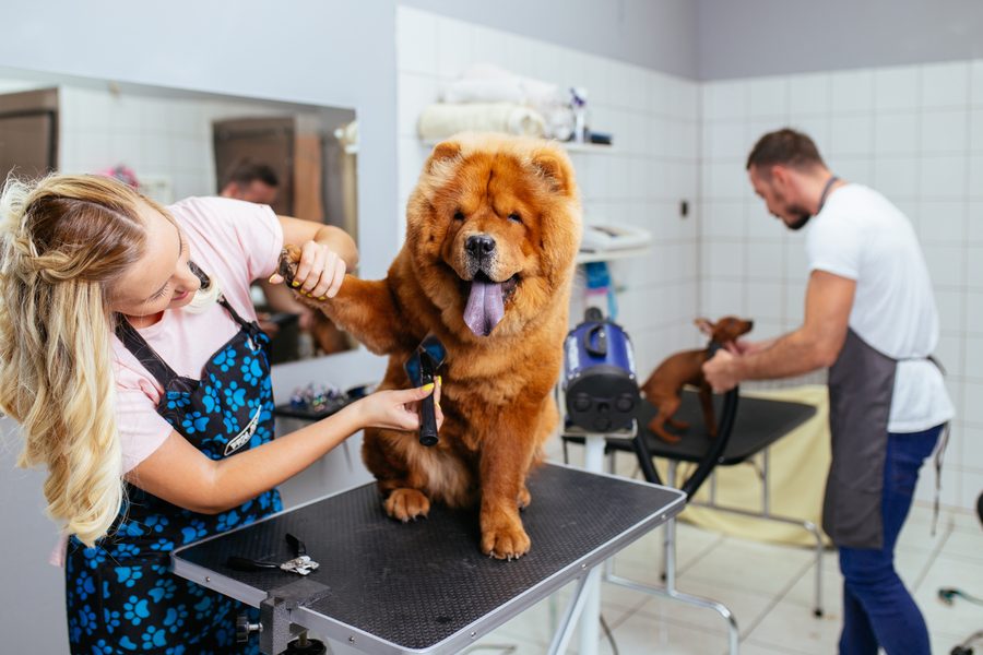 Mobile dog grooming gallery photo