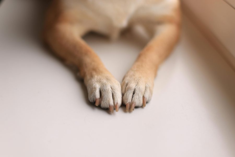 Mobile dog grooming gallery photo