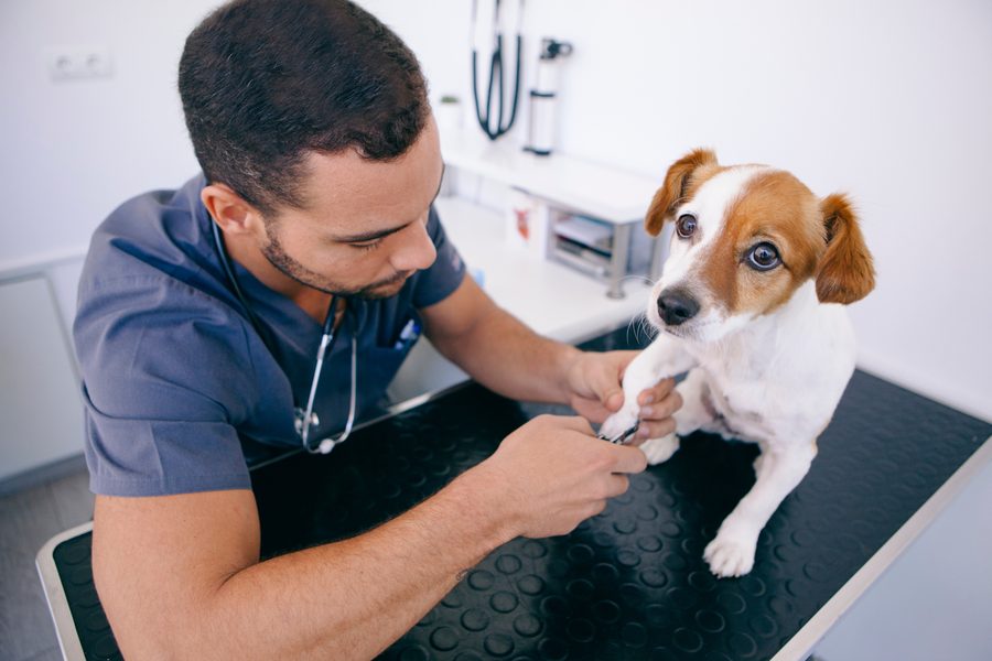 Mobile dog grooming gallery photo