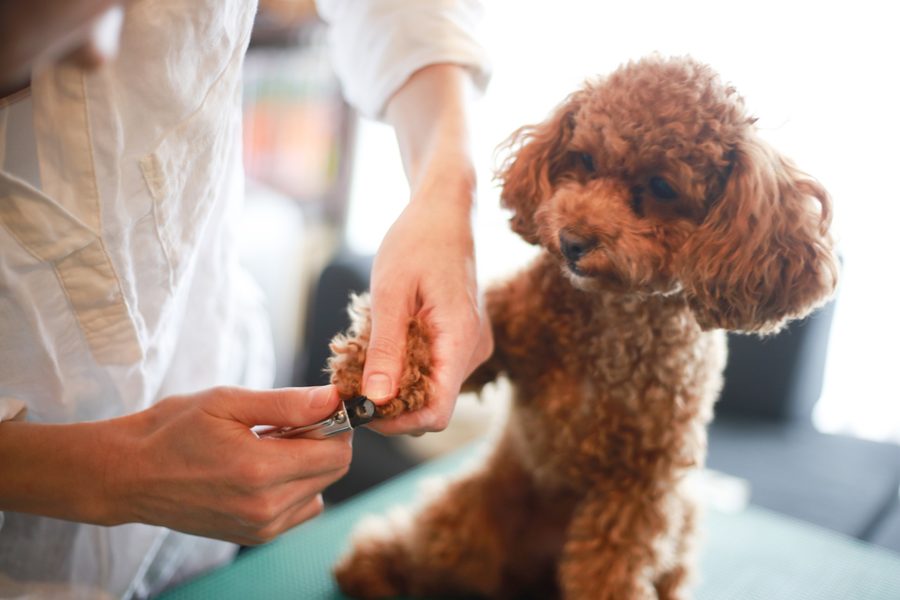Mobile dog grooming gallery photo