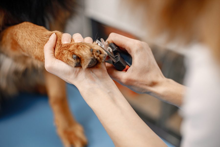 Mobile dog grooming gallery photo