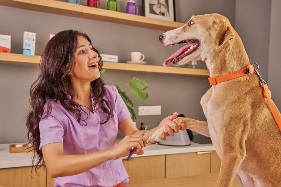 Mobile dog grooming gallery photo