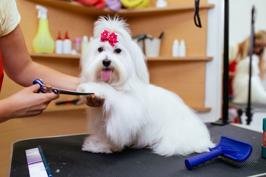 Mobile dog grooming gallery photo