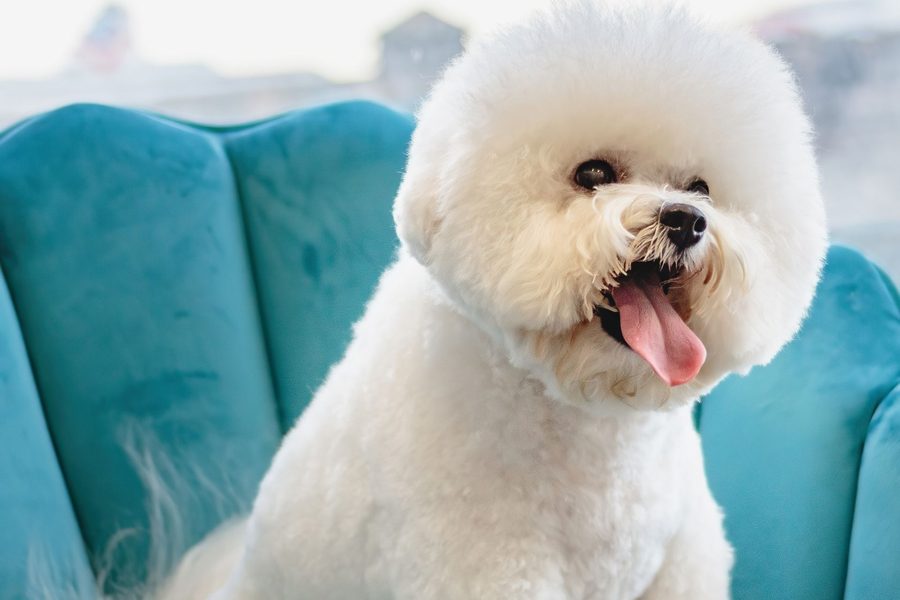 Mobile dog grooming gallery photo