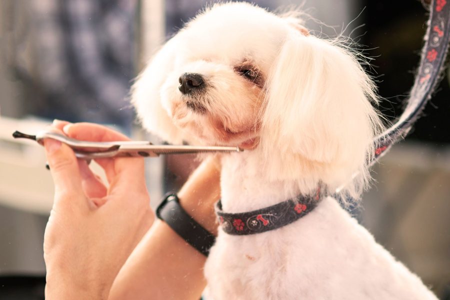 Mobile dog grooming gallery photo