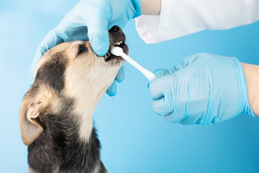 Mobile dog grooming gallery photo