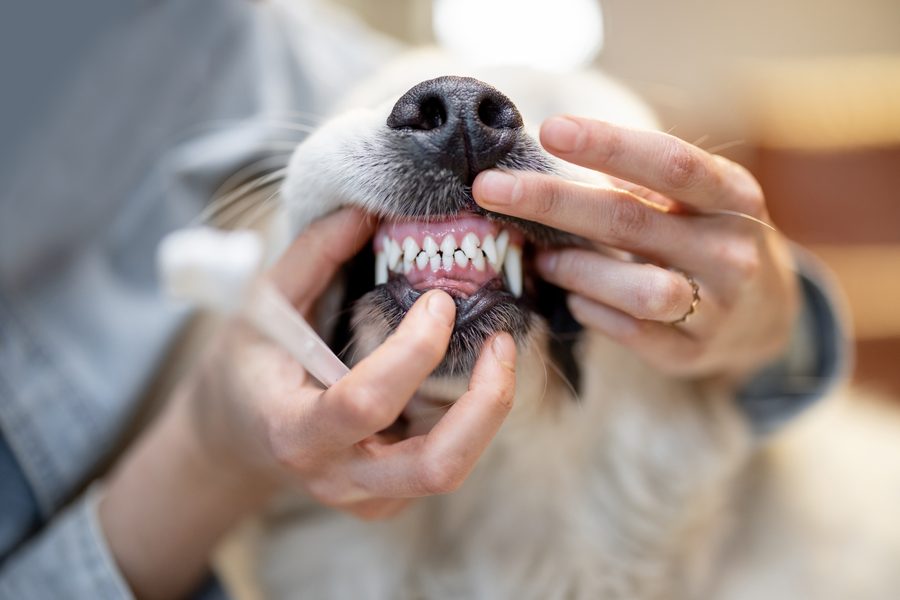 Mobile dog grooming gallery photo